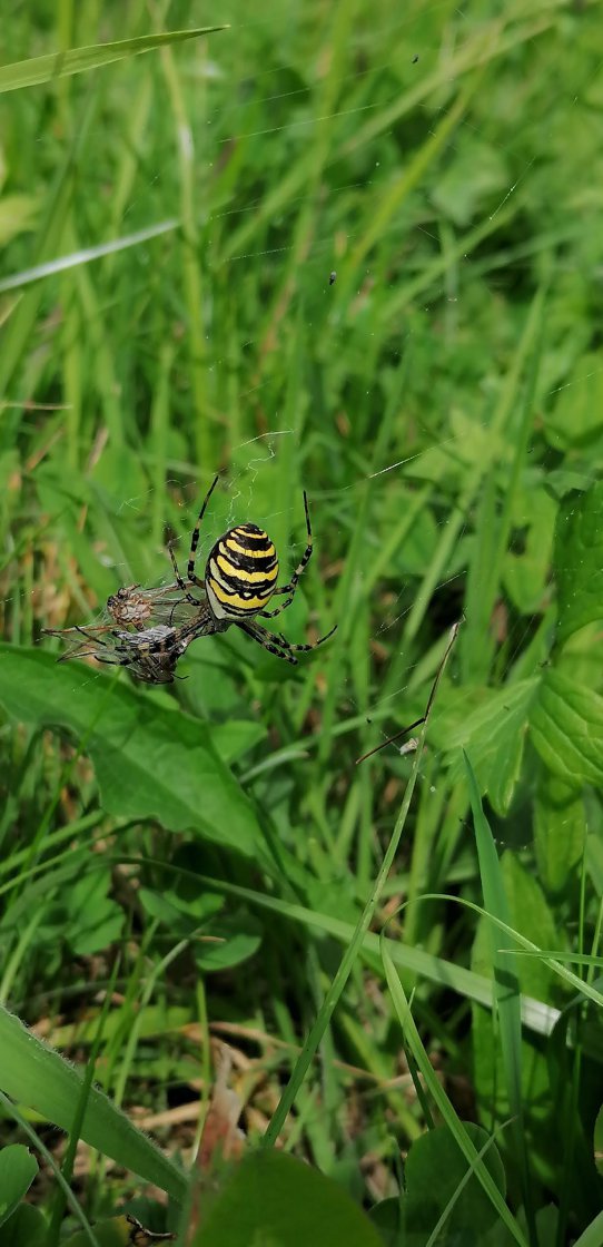 Unerwarteter Gast - Wespenspinne in 2-3-mähdiger Wiese