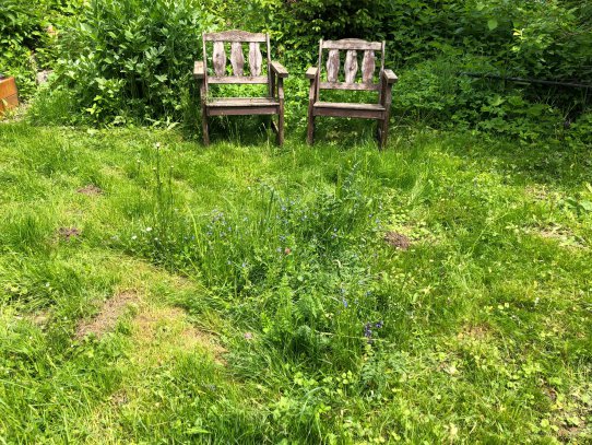 Ich sitze sehr oft  in meinem Garten und beobachte die Natur. Seit ich beim Mähen einige Wieseninseln ausspare, summt und brummt es noch mehr um mich herum und es ist toll zu beobachten, wie sehr sich Wildbienen und Schmetterlinge über meine kleinen Inseln freuen! 