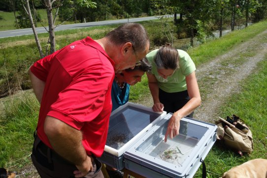 Der raffinierte Insektenschaukasten macht es möglich, die Insekten auf einer Wiese genau zu betrachten. 