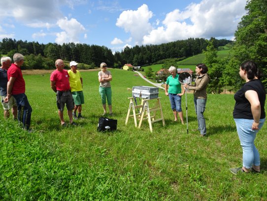 Welche Insekten werden wir auf dieser Wiese finden können?