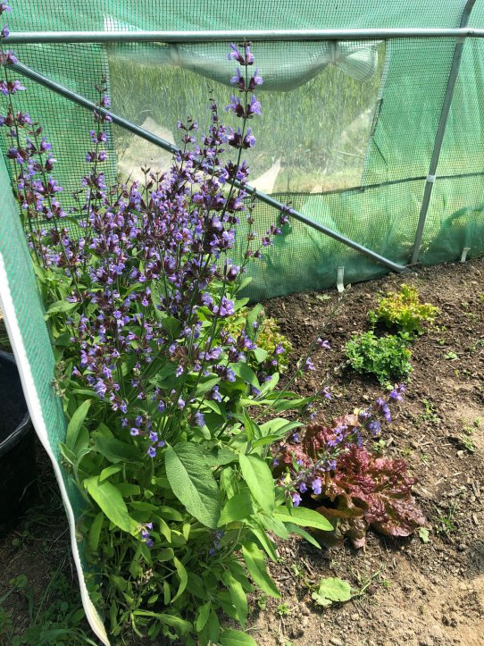 In meinem Folientunnel lasse ich den Salbei zur Blüte kommen, damit lockt er viele Bestäuber an und ist eine richtige Augenweide