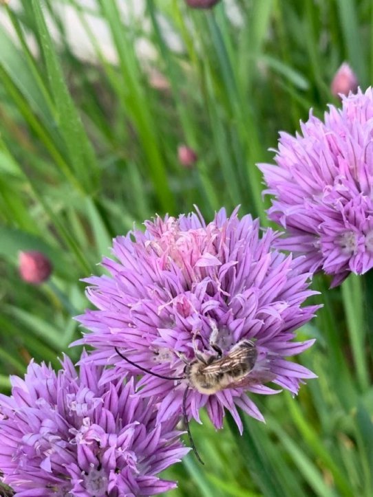 Ich lass den Schnittlauch in meinem Garten blühen - ein Insektenmagnet! Hier mit einer Langhornbiene.
