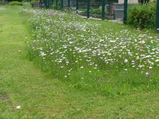 Ich mähe nicht mehr Alles ganz kurz. Seit ich weiß, dass die Insekten was zum Essen brauchen, mache ich einen Bogen mit dem Rasenmäher um Magariten und Glockenblumen. Es gefällt auch meiner Frau wenn vor dem Haus die Blumen blühen.