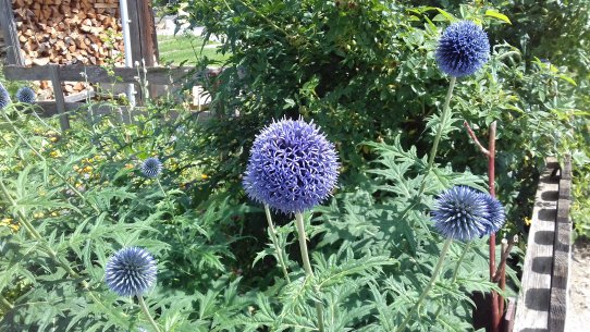 Ich binde senkrecht Stengel von markhaltigen Pflanzen (Brombeere, Himbeere, wilde Rose) an den Gartenzaun damit Wildbienen darin nisten können. Ist das Mark mit einem Loch versehen, dann ist jemand eingezogen!