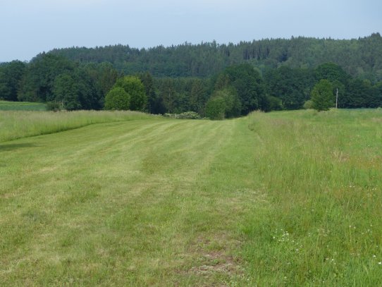 Beim ersten Schnitt lass ich immer einen Streifen am Rand für die Insekten stehen, das kommt beim zweiten Schnitt dann dazu.