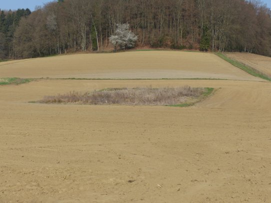Jedes zweite Jahr habe ich mich über die nasse Stelle im Acker geärgert, weil es im Frühling zu feucht zum Anbauen war oder im Sommer zu feucht zum Dreschen. Jetzt lass ich das einfach, wie es ist und habe einen Platz für Insekten geschaffen. Die freut es und ich habe weniger Ärger.