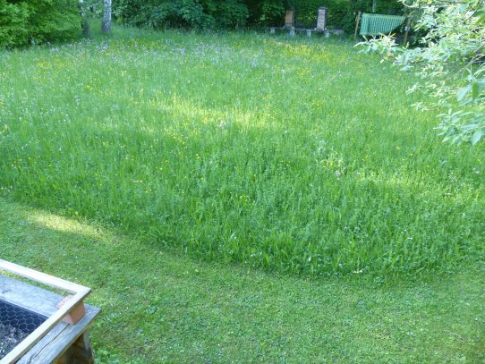 Früher war der Garten für die Kinder zum Ball spielen. Die sind nur schon alle groß und lange habe ich stoisch einfach alles weiter gemäht. Vor fast 10 Jahren ist es mir zu blöd geworden und jetzt mähe ich nur mehr einmal im Jahr. Es hat ein wenig gedauert, aber mittlerweile blüht es wunderbar im hinteren Teil meines Gartens. Und vor zwei Jahren habe ich noch einen Sensenkurs gemacht und jetzt mähe ich das ganze mit der Sense. Das ist gleich auch ein wenig Sport.