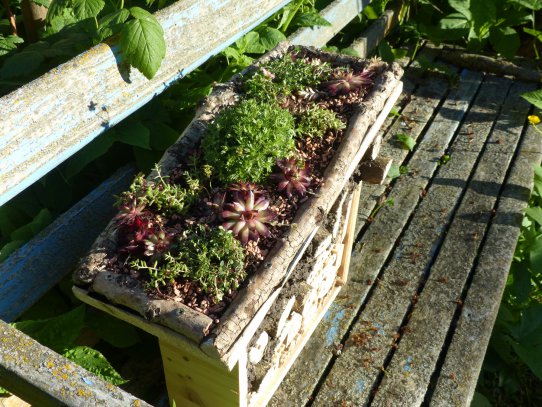 Trockenlebensräume sind ganz besondere Lebensräume für Insekten. Ein paar Holzstäbe, ein Stück Folie, etwas nährstoffarme Erde und etwas Mauerpfeffer, Hauswurz und Thymian und fertig ist die Mini-Dachbegrünung am Insektenhotel. 