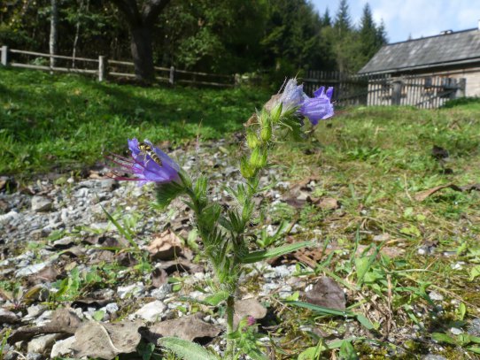 Ich lass auf meiner Hofzufahrt jetzt den Natternkopf stehen und mähen ihn nicht mehr mit dem Rasenmäher, seit ich weiß, dass viele Wildbienen diese Pflanze als Nahrungsquelle brauchen wie die Natternkopf Mauerbiene.