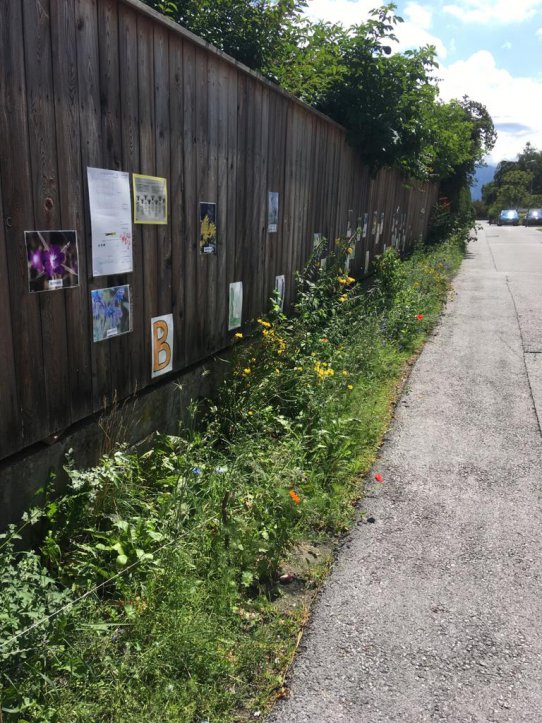 Wir haben letzten Sommer mit den Kindern Wildsamen gesammelt und sie dieses Frühjahr auf Straßen-Randstreifen am Weg zum Kindergarten ausgebracht. Kleine Grünstreifen der Stadt Innsbruck kann man unentgeltlich pachten und gestalten. Ich fotografiere die Blüten und Insekten und wir hängen die Bilder auf die Holz/Zaunwand hinter dem Blühstreifen, so können Passanten lesen was blüht und wieviele verschiedne Arten kommen und gehen...es ist ein Nachbarschaftsgemeinschaftsprojekt.