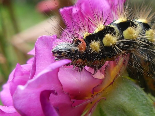 Ich nehme es der Wolfsmilch Rindeneule nicht übel, dass sie an meinen alten Englischen Rosen knabbert, auch wenn sie laut Literatur nur Wolfsmilchgewächse mögen soll. Ich als Rosenliebhaber kann diese Änderung im Speiseplan gut verstehen! Schön sind sie beide: die Raupe und die Rose!